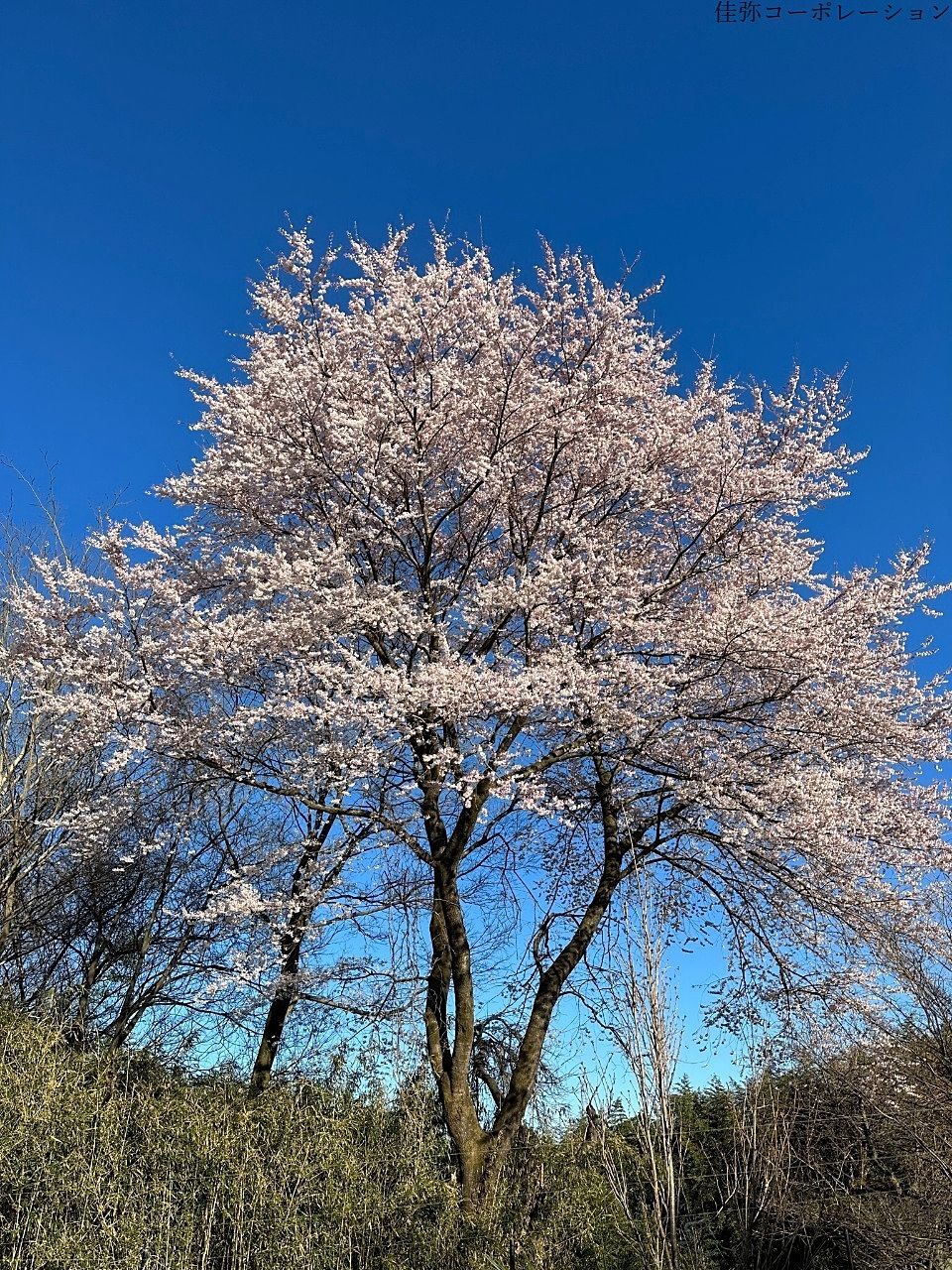 安中の真っ青な空に映える桜が満開です