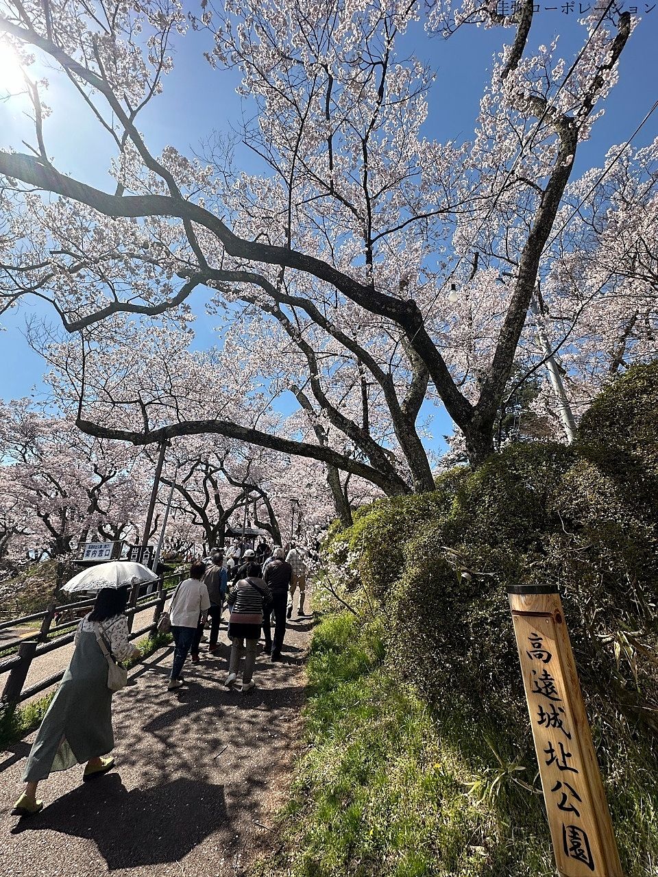 長野県伊那市「高遠城址公園」の桜を見に行って来ました