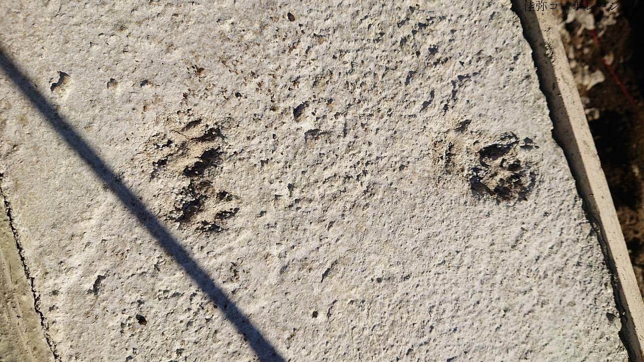 造成地コンクリート上の猫の肉球跡3つ
